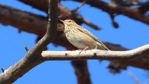 IMG_8910.jpg