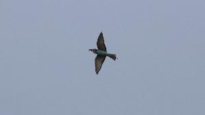 IMG_2029.jpg