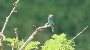 IMG_2175.jpg