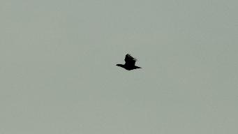 IMG_8858.jpg
