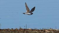 IMG_4071.jpg