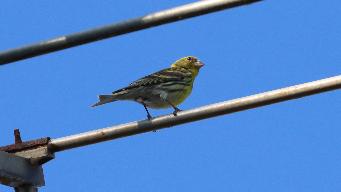 IMG_2954.jpg