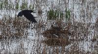 IMG_5379.jpg