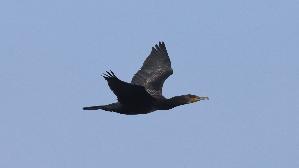 IMG_3523.jpg