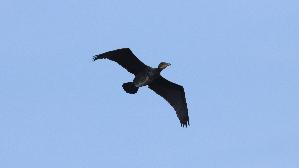 IMG_3720.jpg