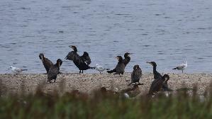 IMG_3729.jpg