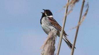 IMG_2639.jpg