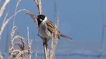 IMG_5436_1.jpg