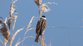 IMG_5450_1.jpg