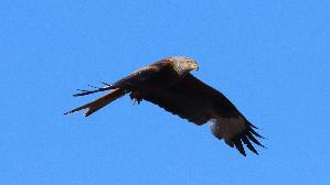 IMG_6600.jpg