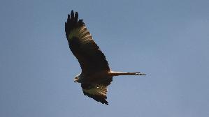 IMG_9133.jpg