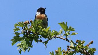 IMG_2980.jpg