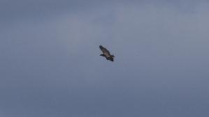 IMG_8715.jpg