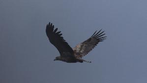 IMG_9918.jpg