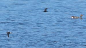IMG_1649.jpg