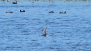 IMG_1654.jpg