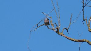 IMG_2385.jpg