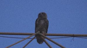 IMG_2297.jpg